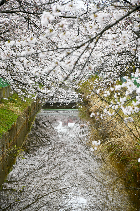 草生津川