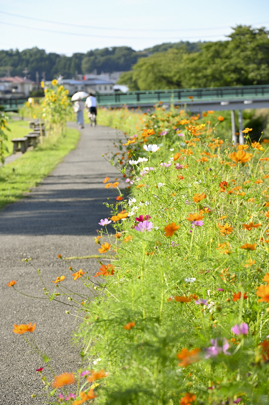 草生津川コスモスロード