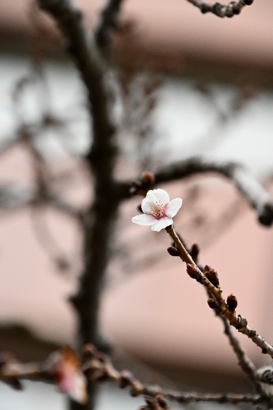 桜