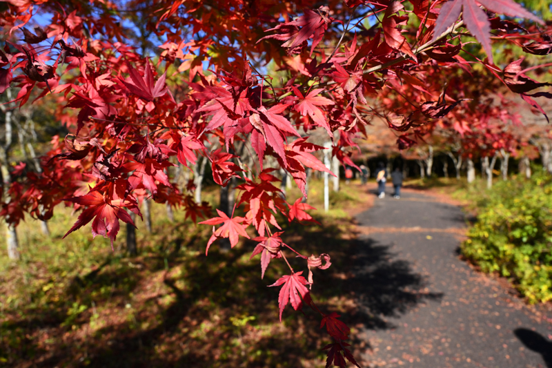 旭川ダム公園